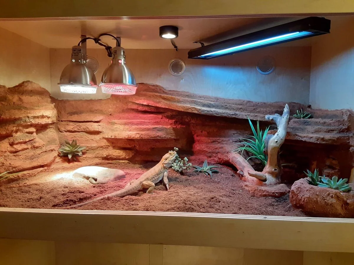 bearded dragon cleaning reintroducing