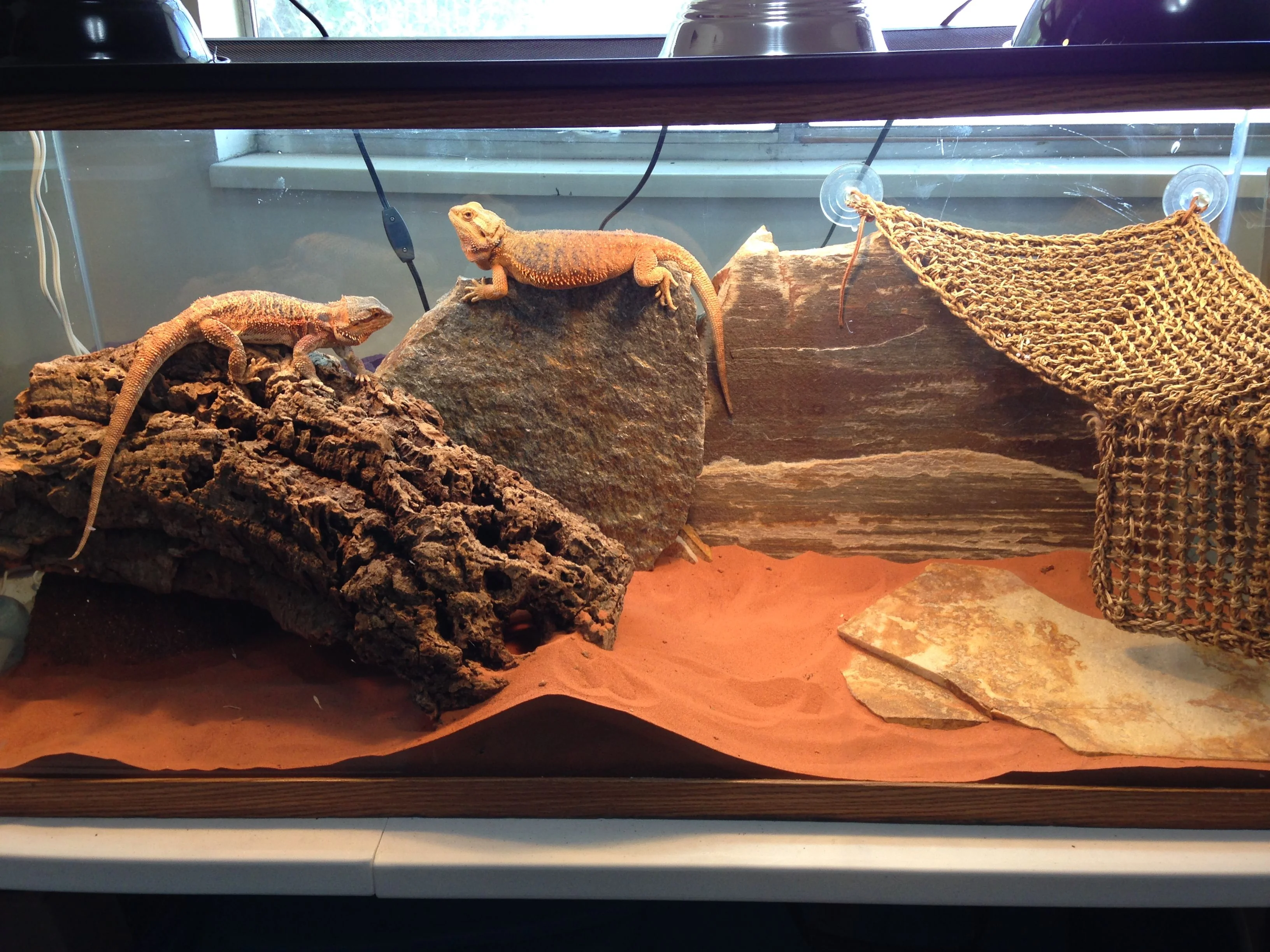bearded dragon cleaning substrate
