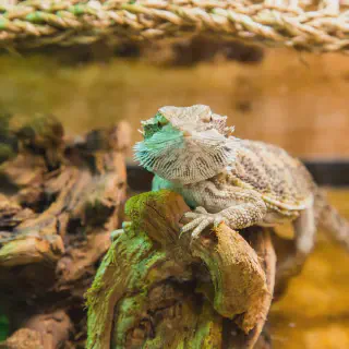 img/100_bearded-dragon-terrarium-cleaning-overview.webp