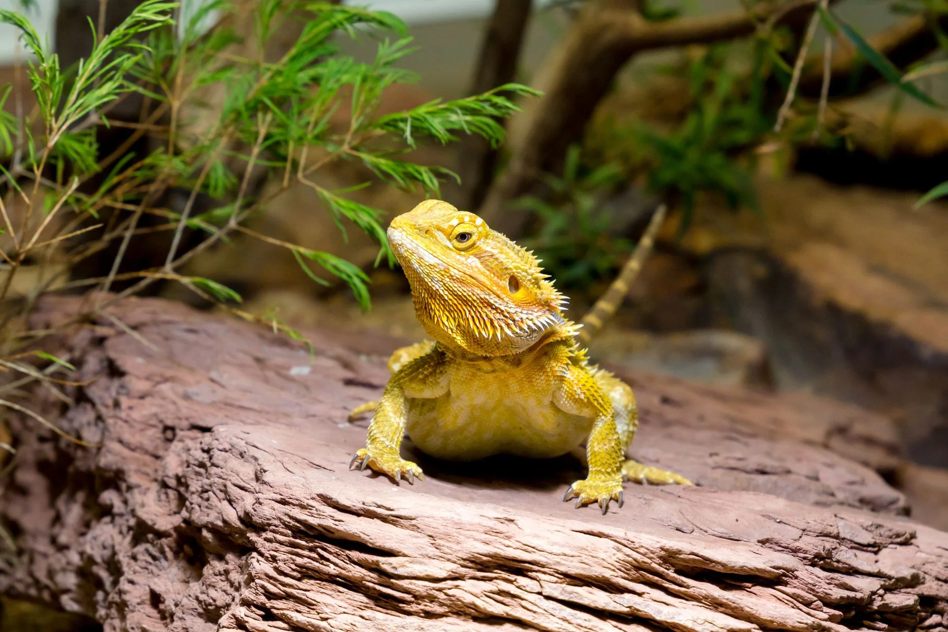 bearded dragon cool side