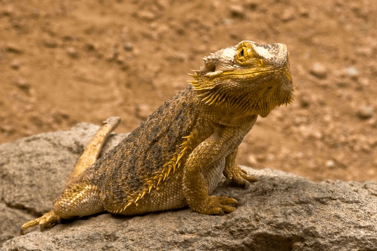 img/103_bearded-dragon-humidity-1.webp