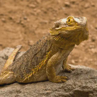 img/103_bearded-dragon-humidity-1.webp