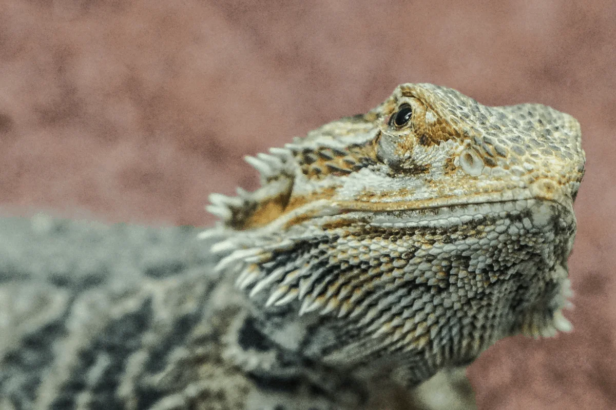 bearded dragon humidity 2