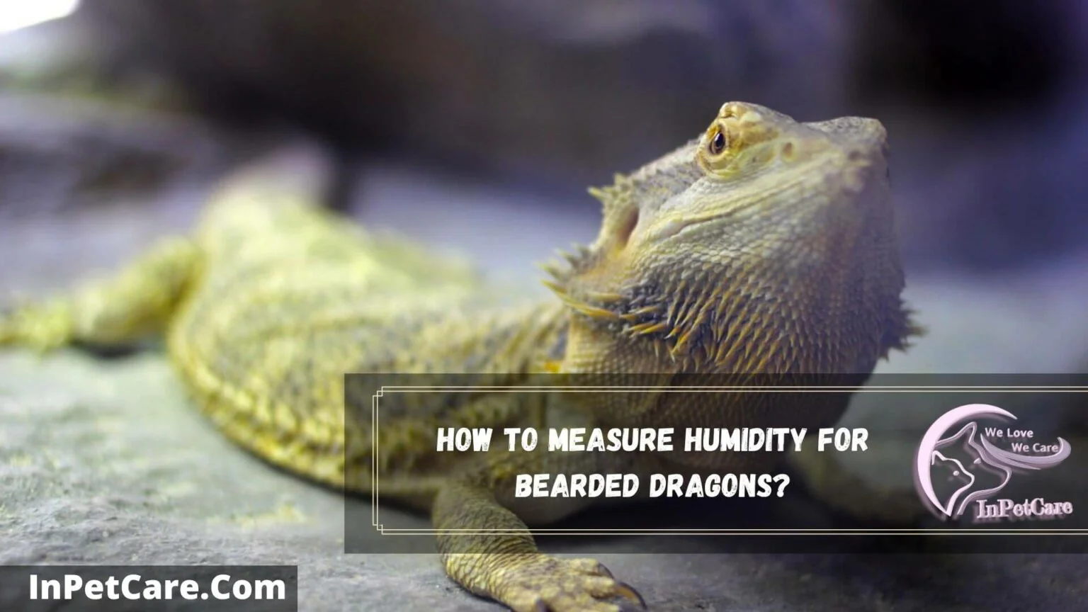 bearded dragon humidity 3