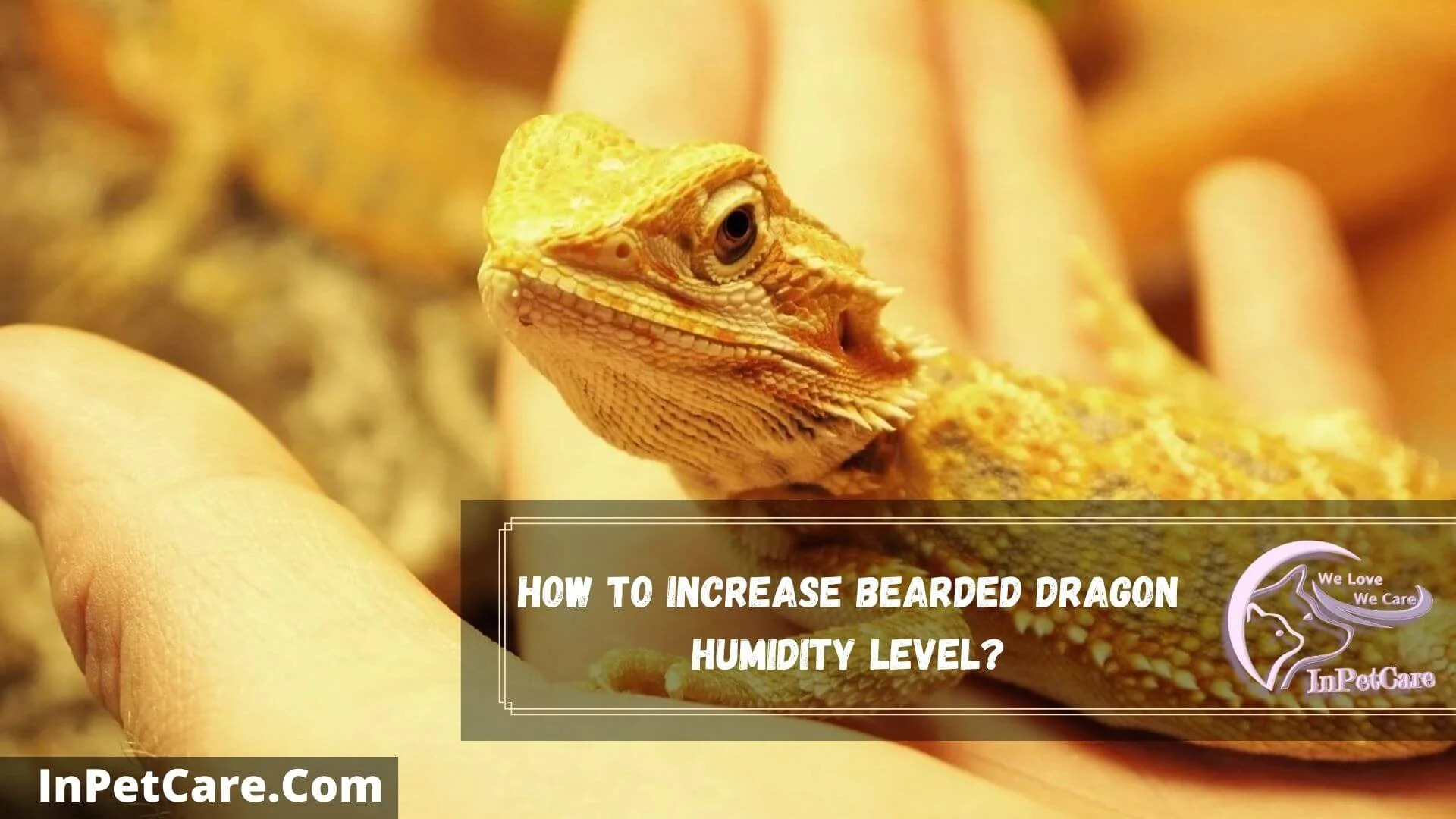bearded dragon humidity 5