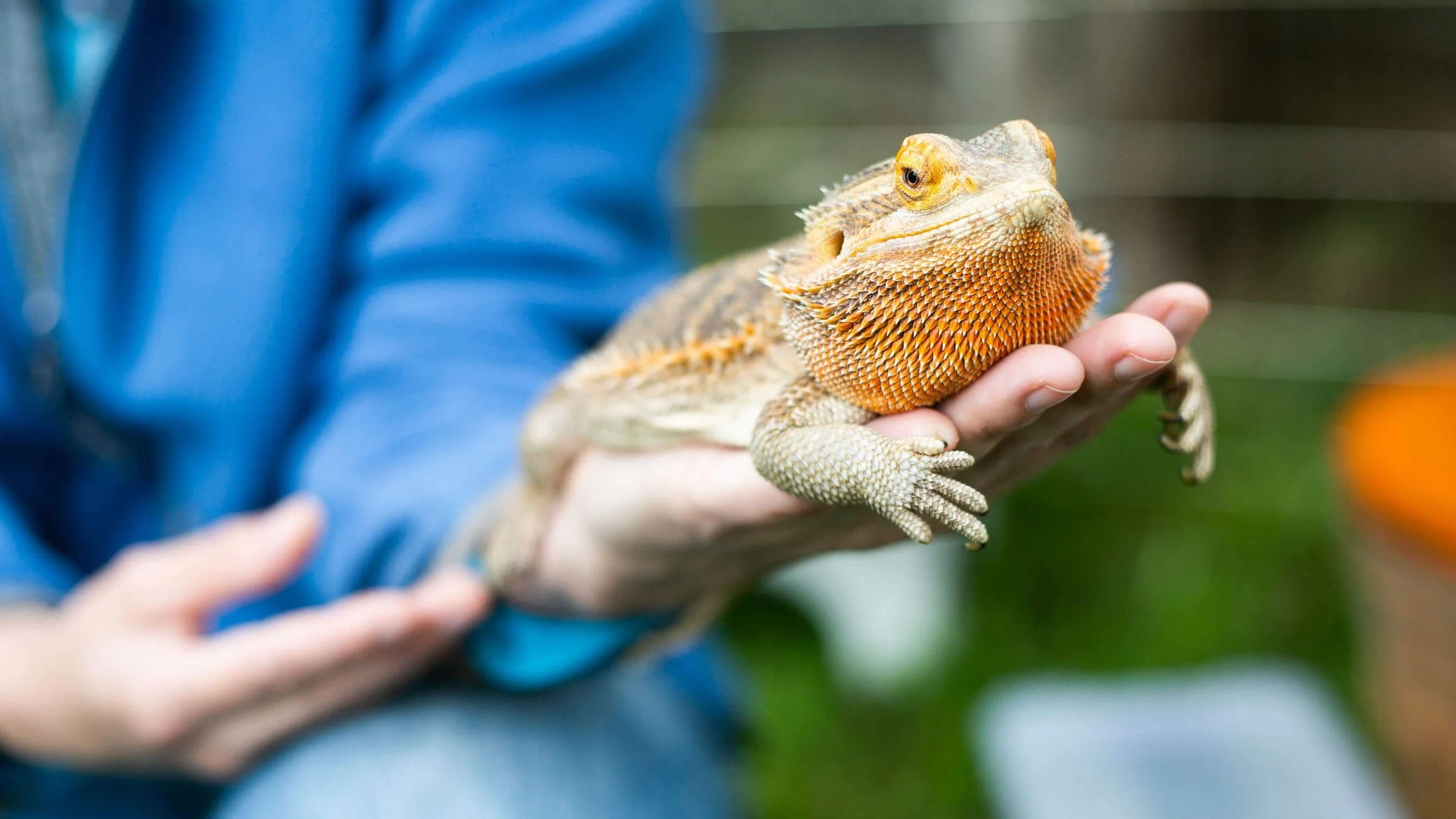 img/104_bearded-dragon-habitat.webp