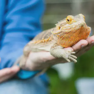 img/104_bearded-dragon-habitat.webp
