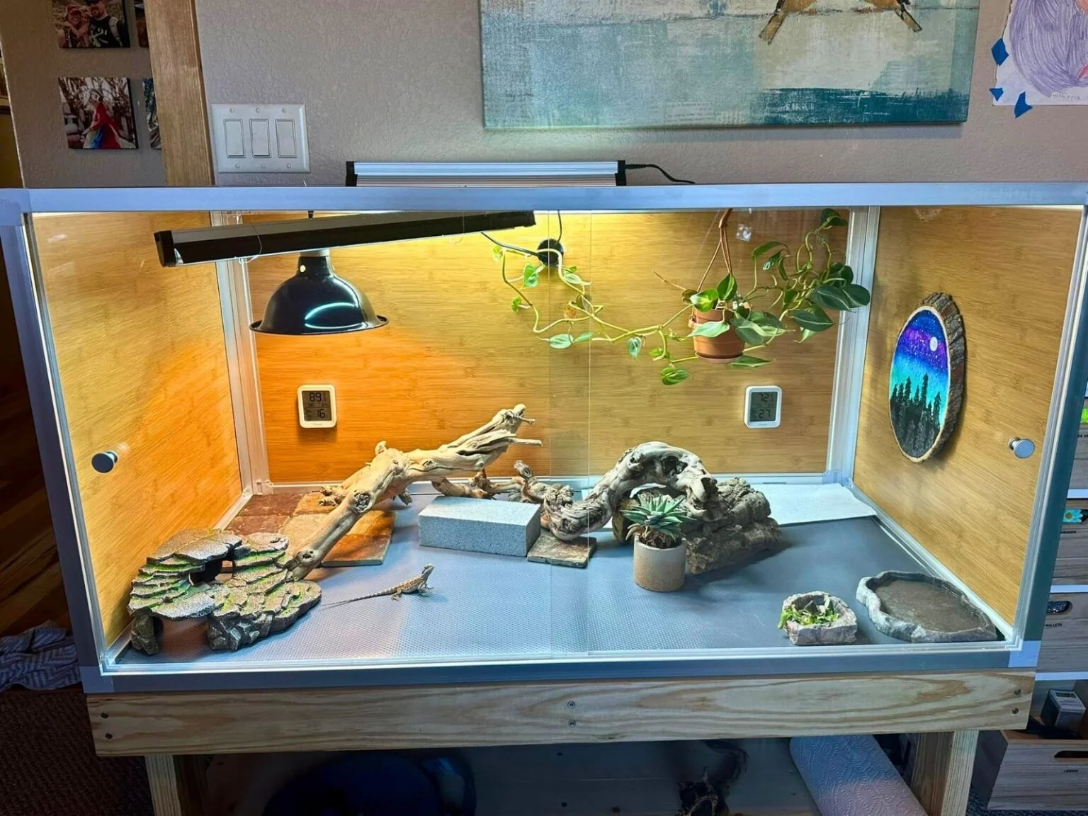 bearded dragon climbing enrichment