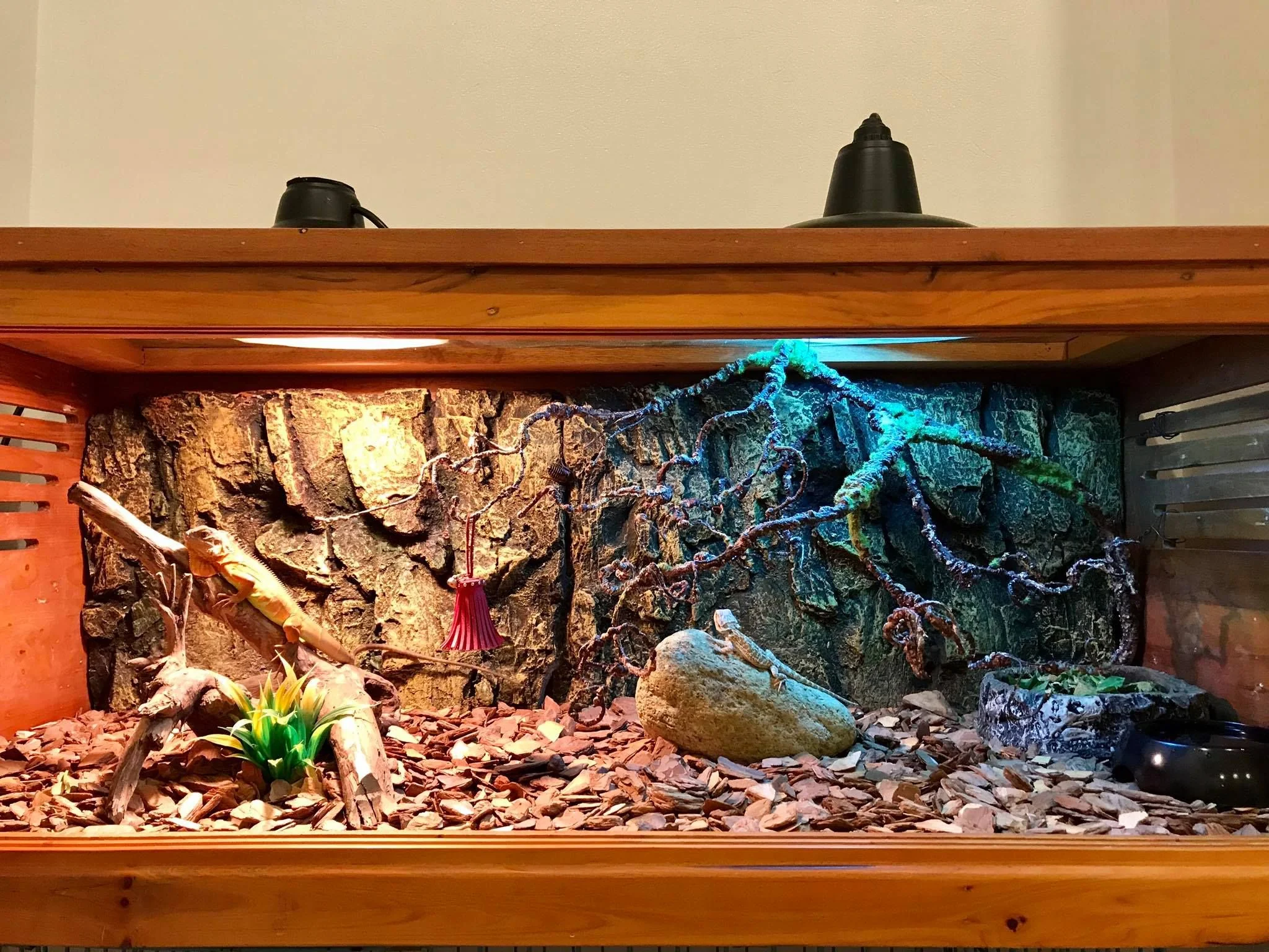 img/108_bearded-dragon-habitat-setup.webp