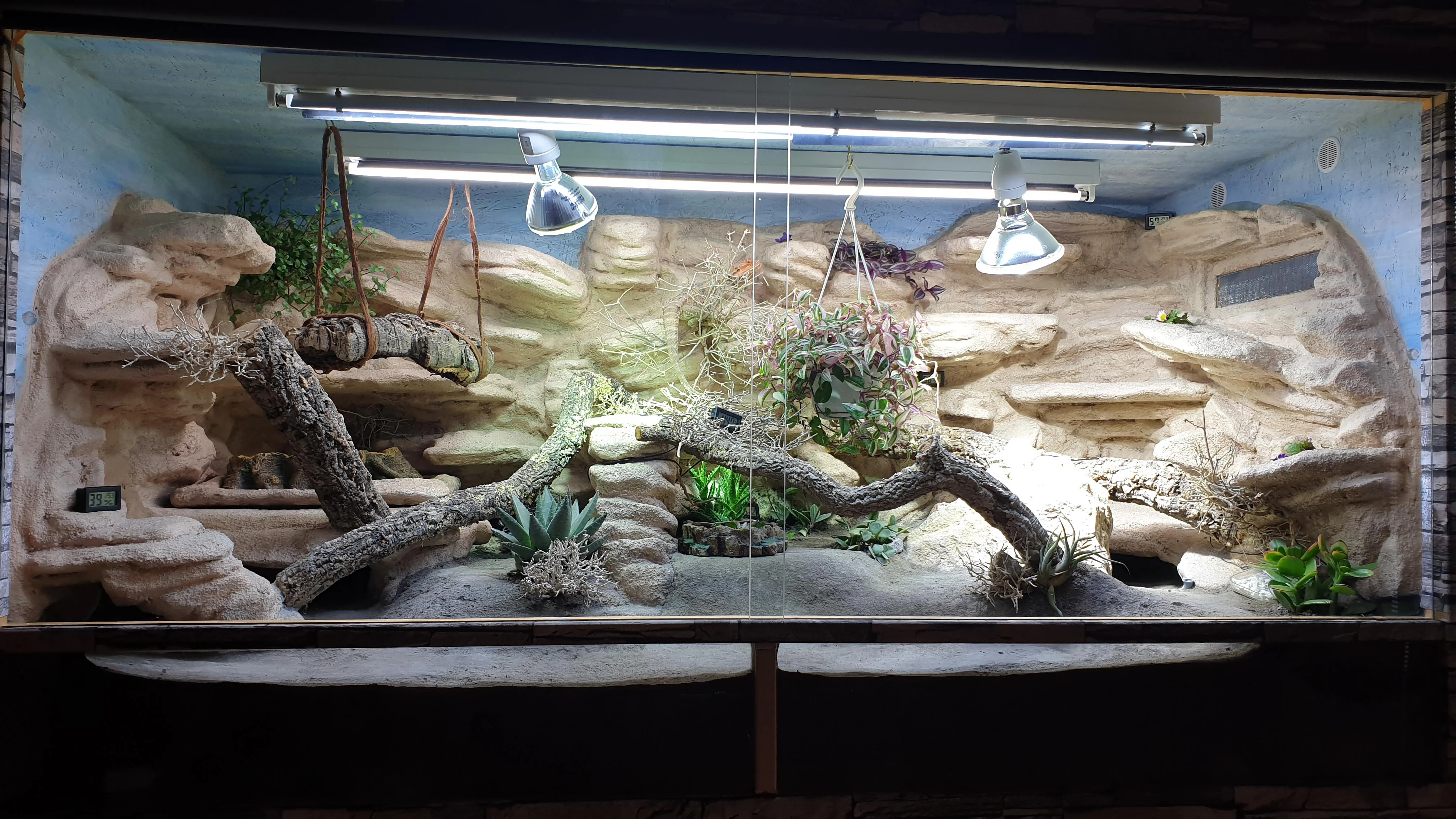 bearded dragon uvb lighting