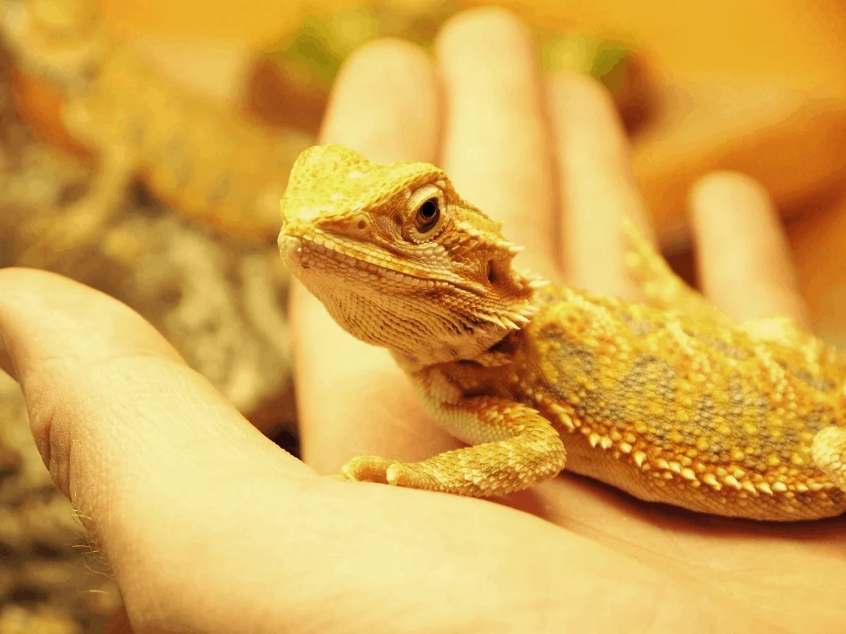 bearded dragon cleaning