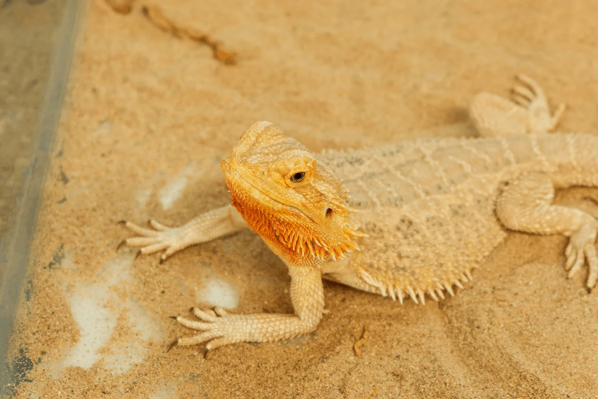 bearded dragon humidity temperature
