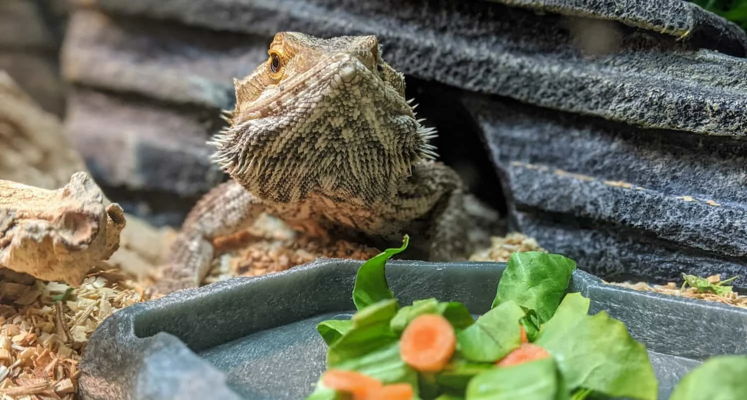 bearded dragon misting