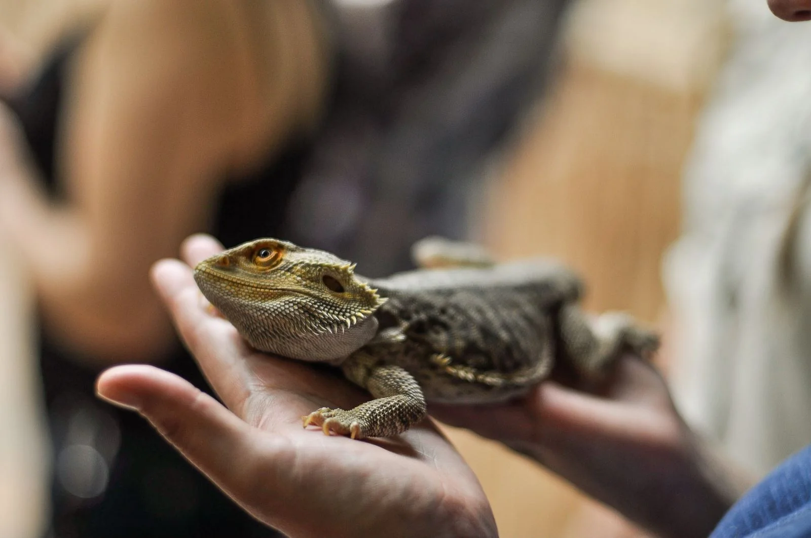 bearded dragon feeding 6