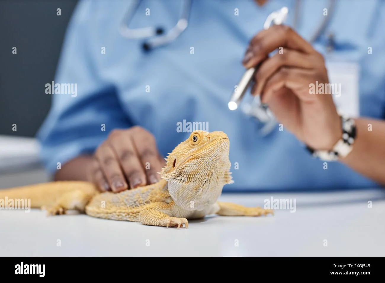 bearded dragon health 3