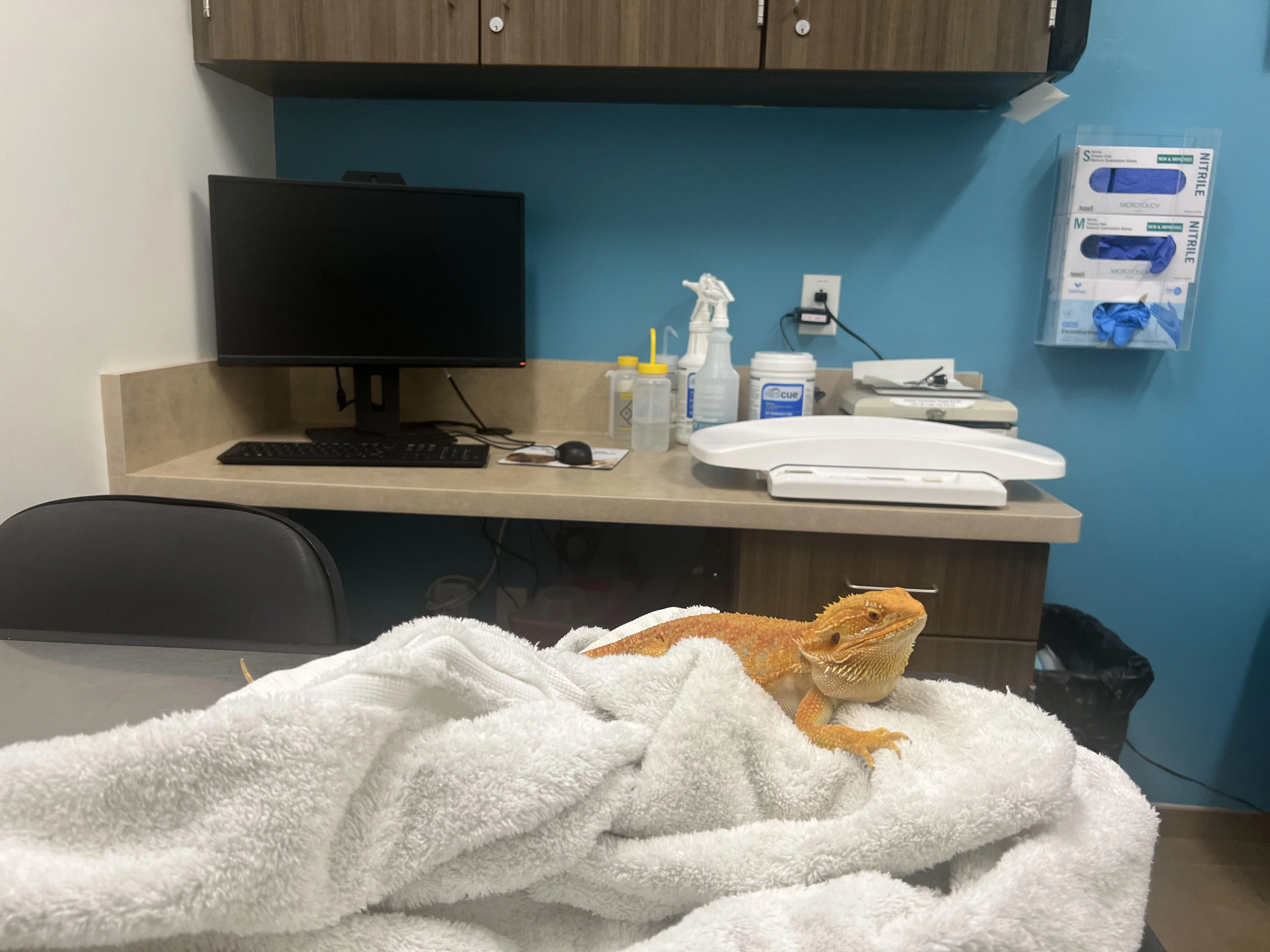 bearded dragon health 8