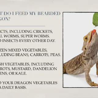 img/115_bearded-dragon-vet-check-1.webp