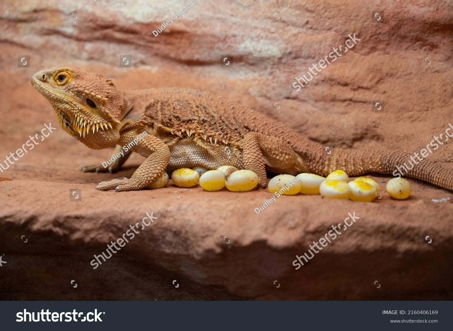 bearded dragon health check