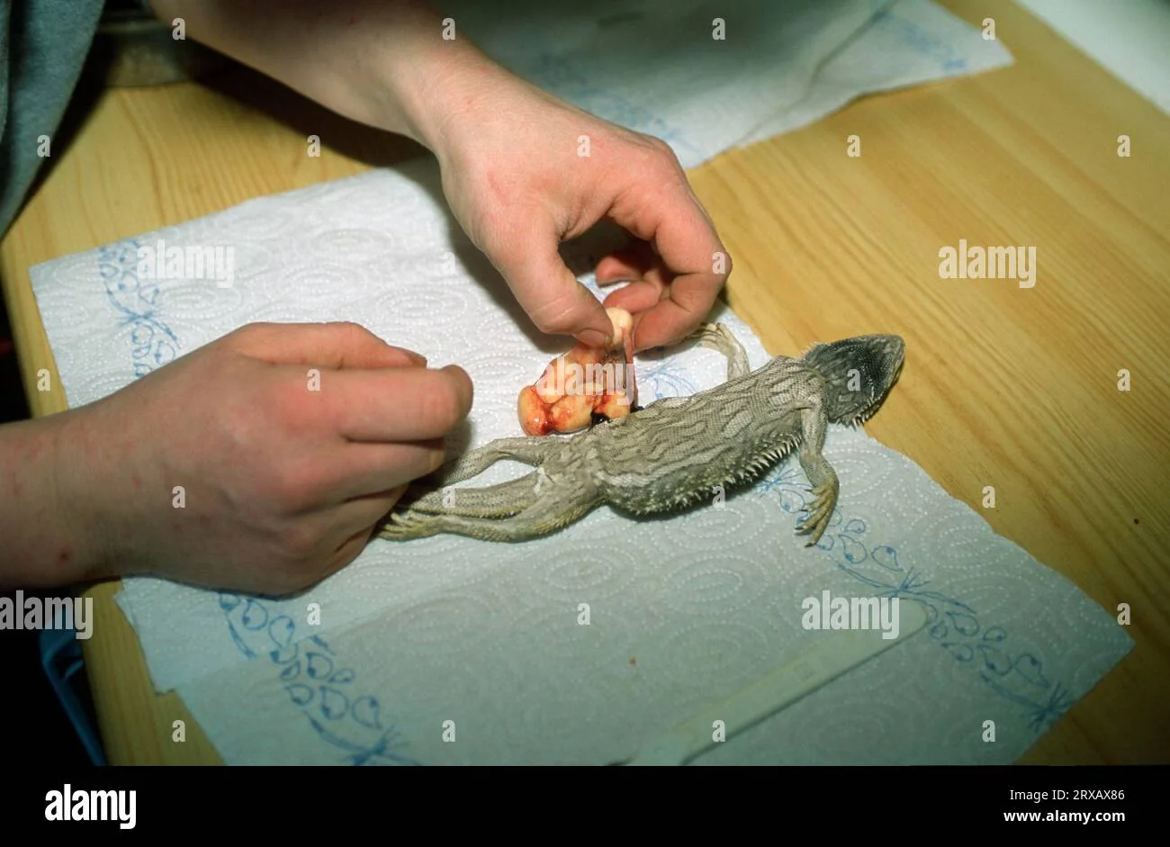 bearded dragon incubator