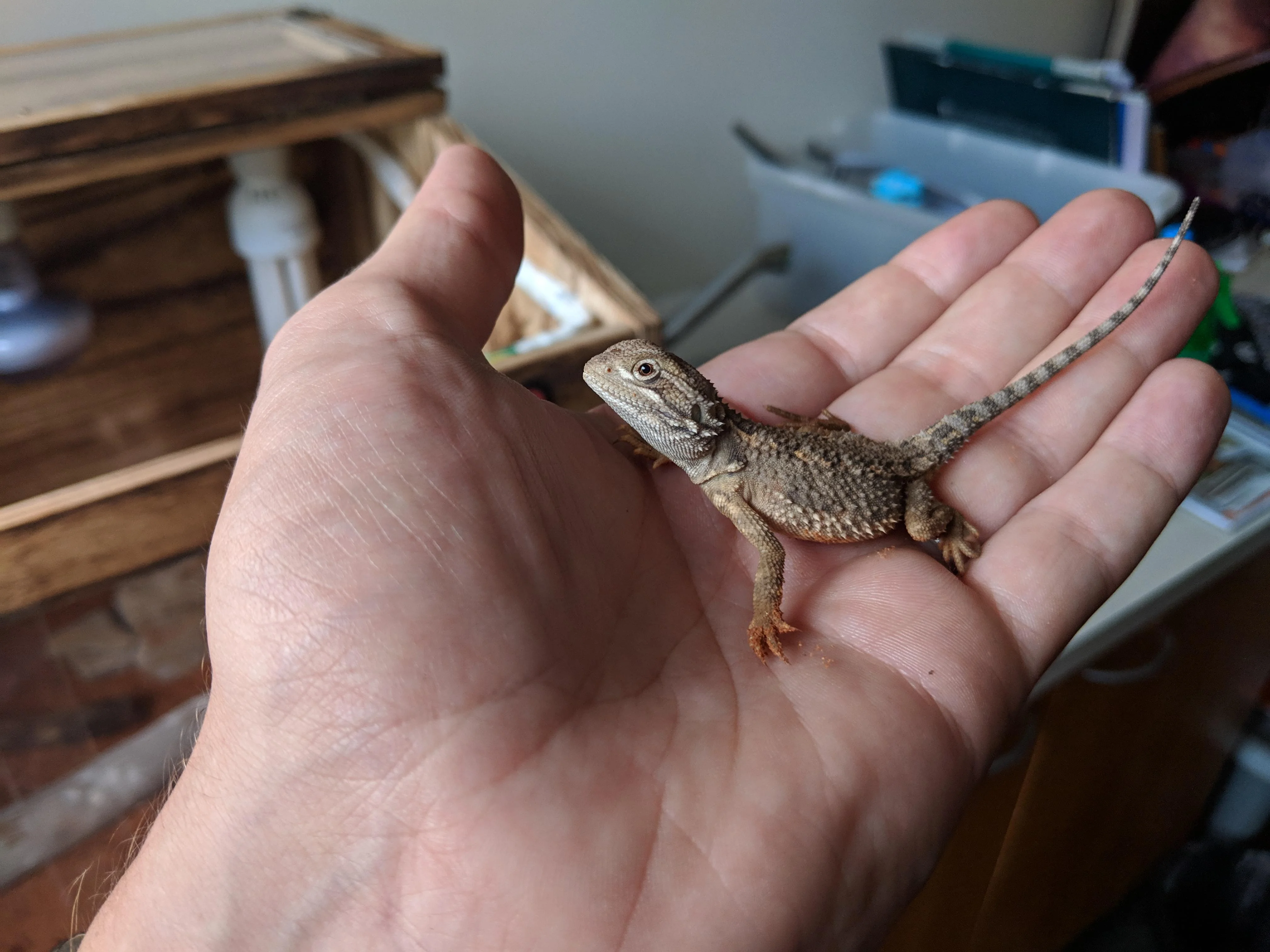 bearded dragon hatchling fruit
