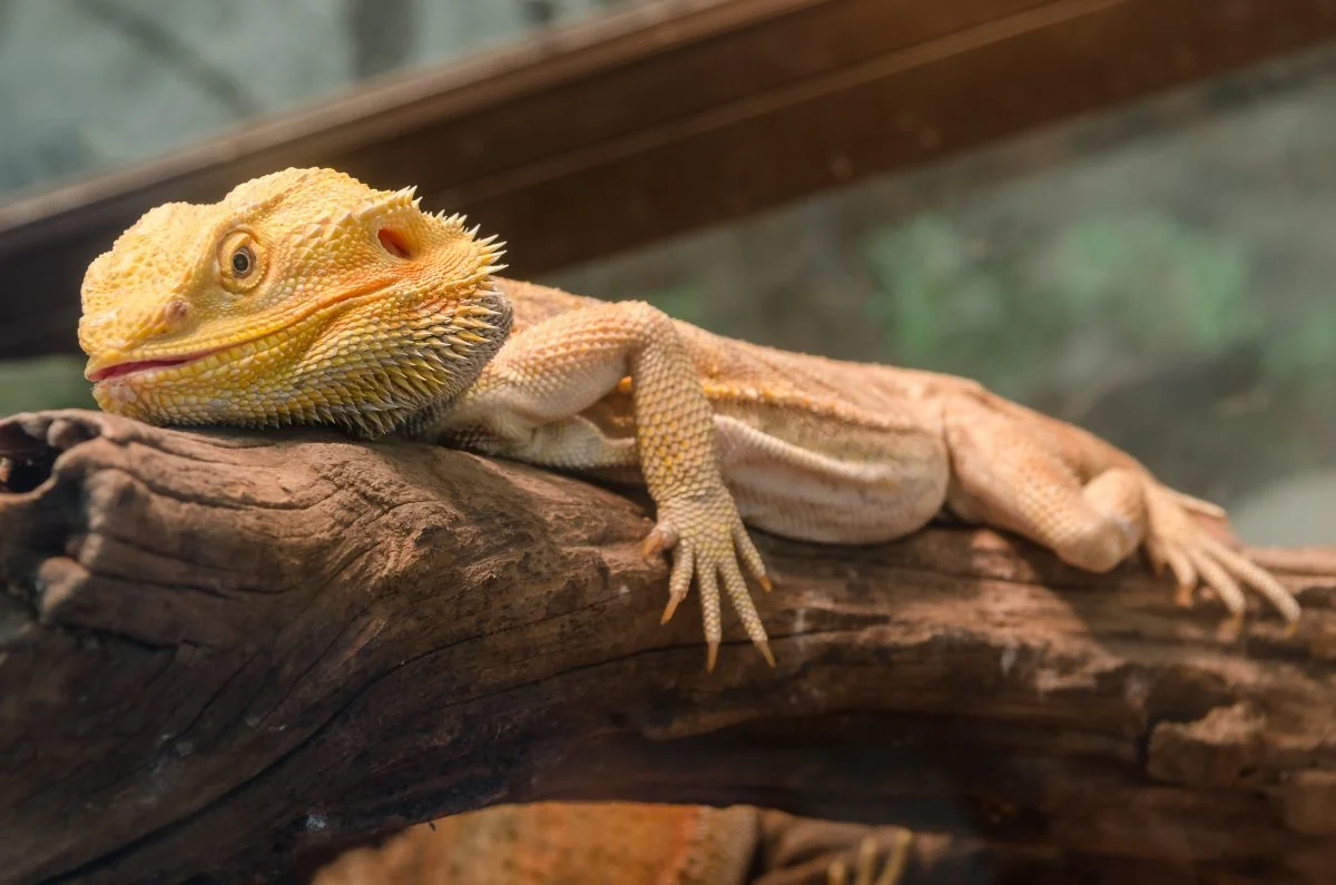 bearded dragon mbd