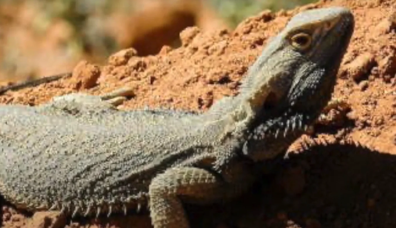 bearded dragon veterinarian