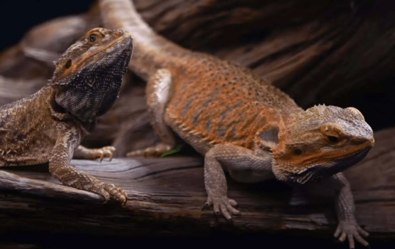 bearded dragon paper towel substrate