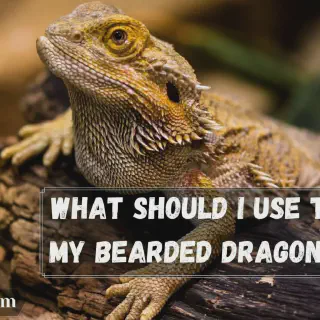img/127_bearded-dragon-cleaning-products.webp