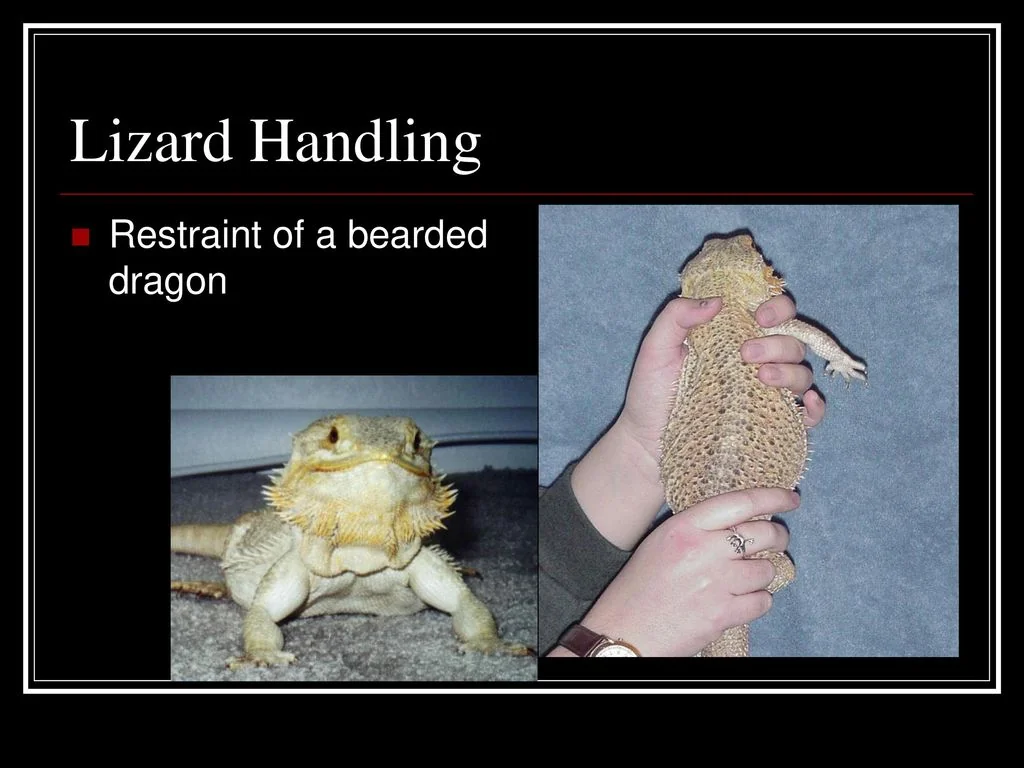 bearded dragon handling approach