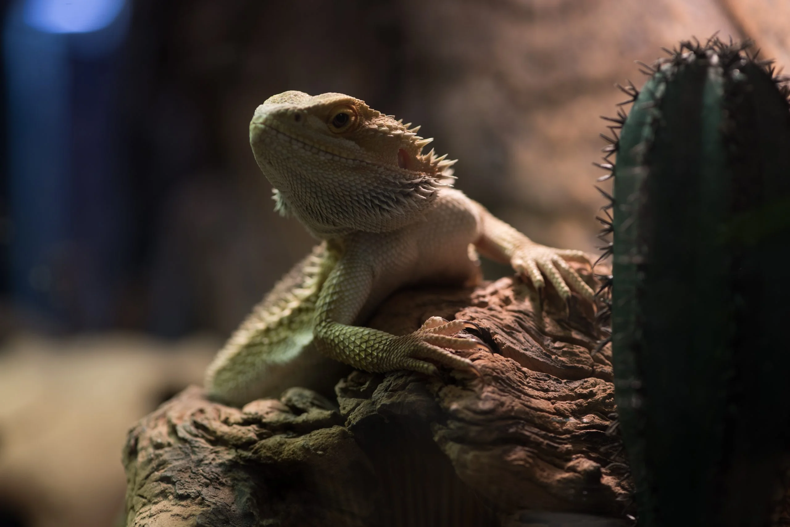 bearded dragon cold sensitivity