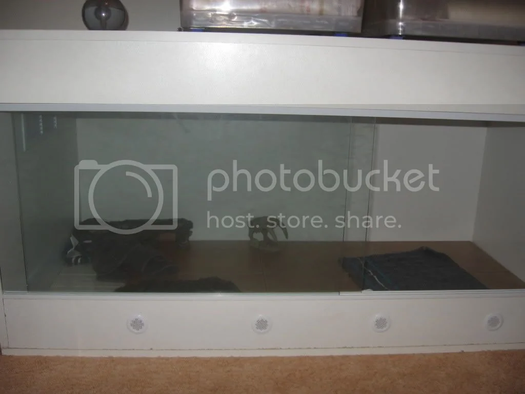 bearded dragon wellbeing