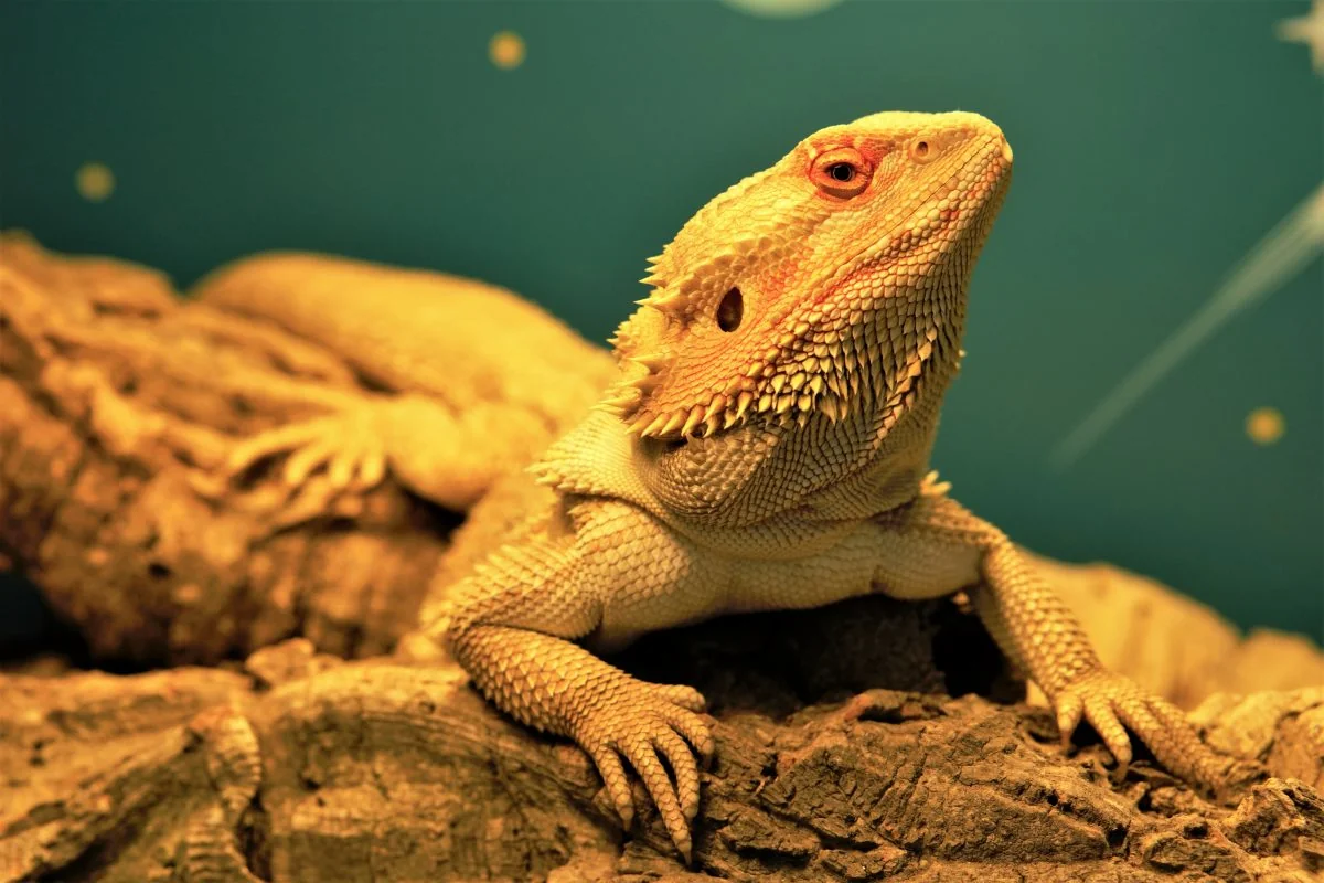 img/133_bearded-dragon-uvb-lamp-1.webp