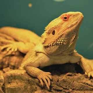 img/133_bearded-dragon-uvb-lamp-1.webp