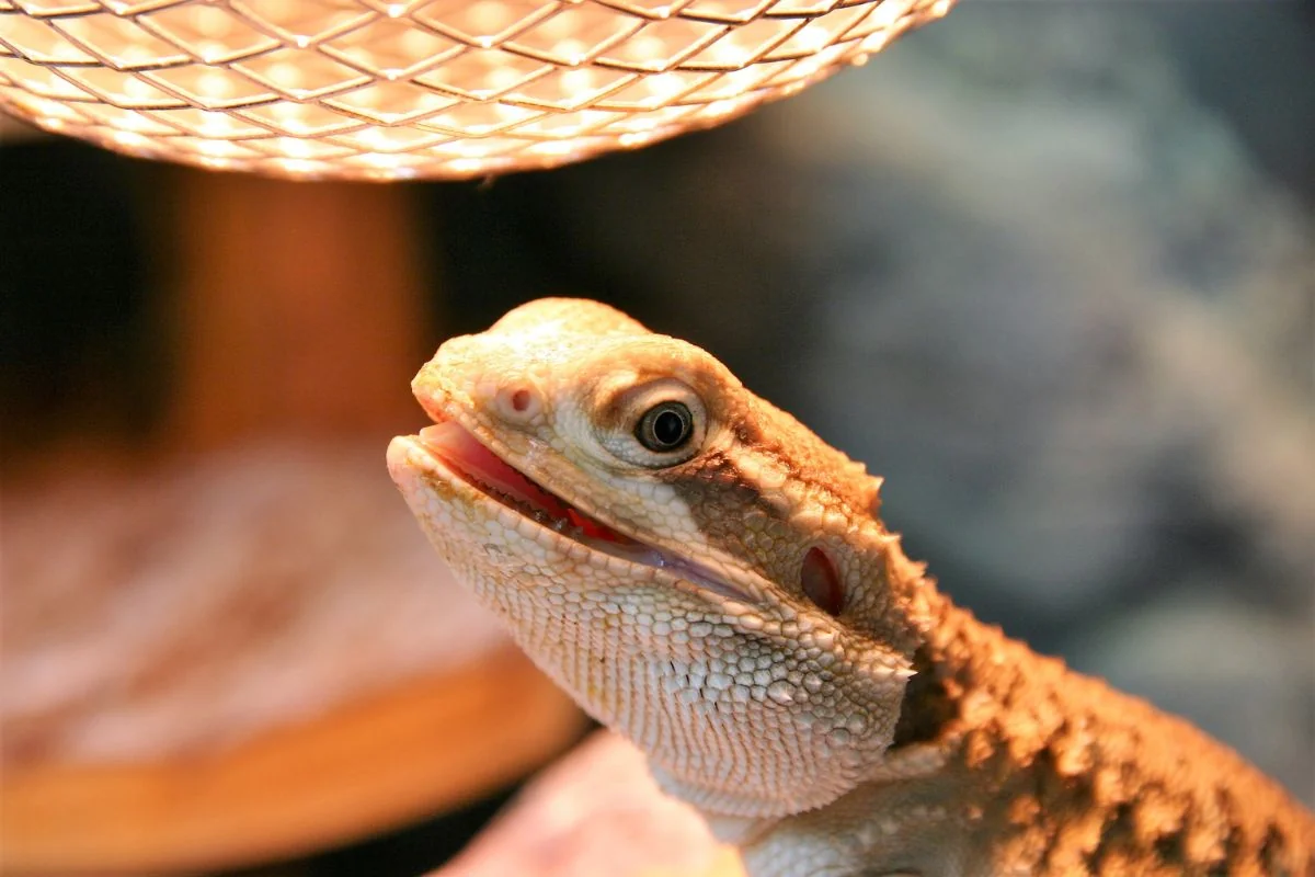 bearded dragon tank setup