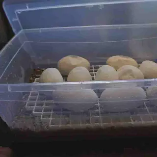 img/136_fertile-bearded-dragon-eggs.webp