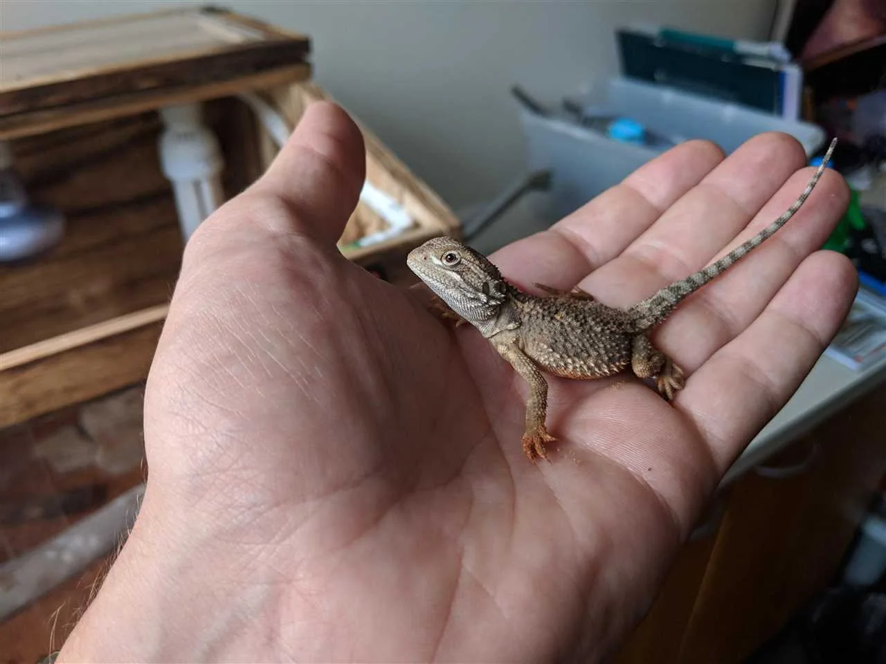 bearded dragon hatchling diet