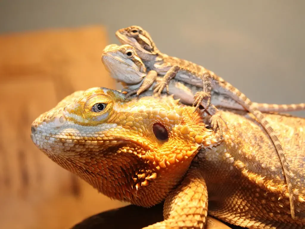 live insects for bearded dragons