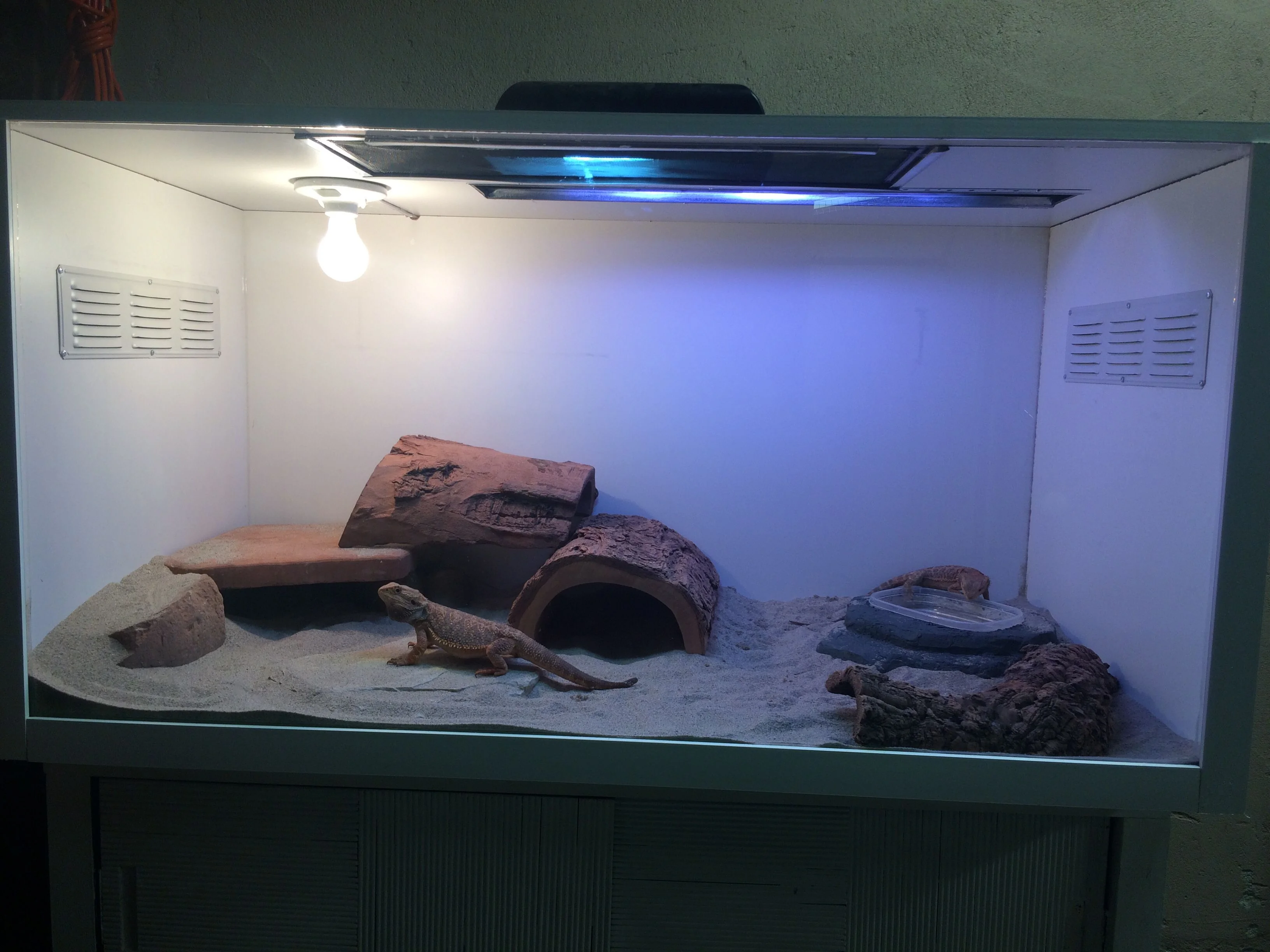 bearded dragon lighting schedule