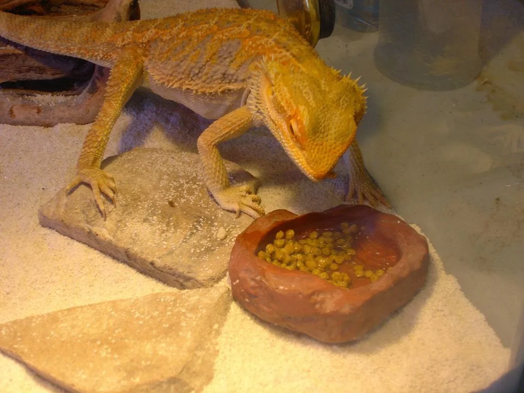 bearded dragon vegetables