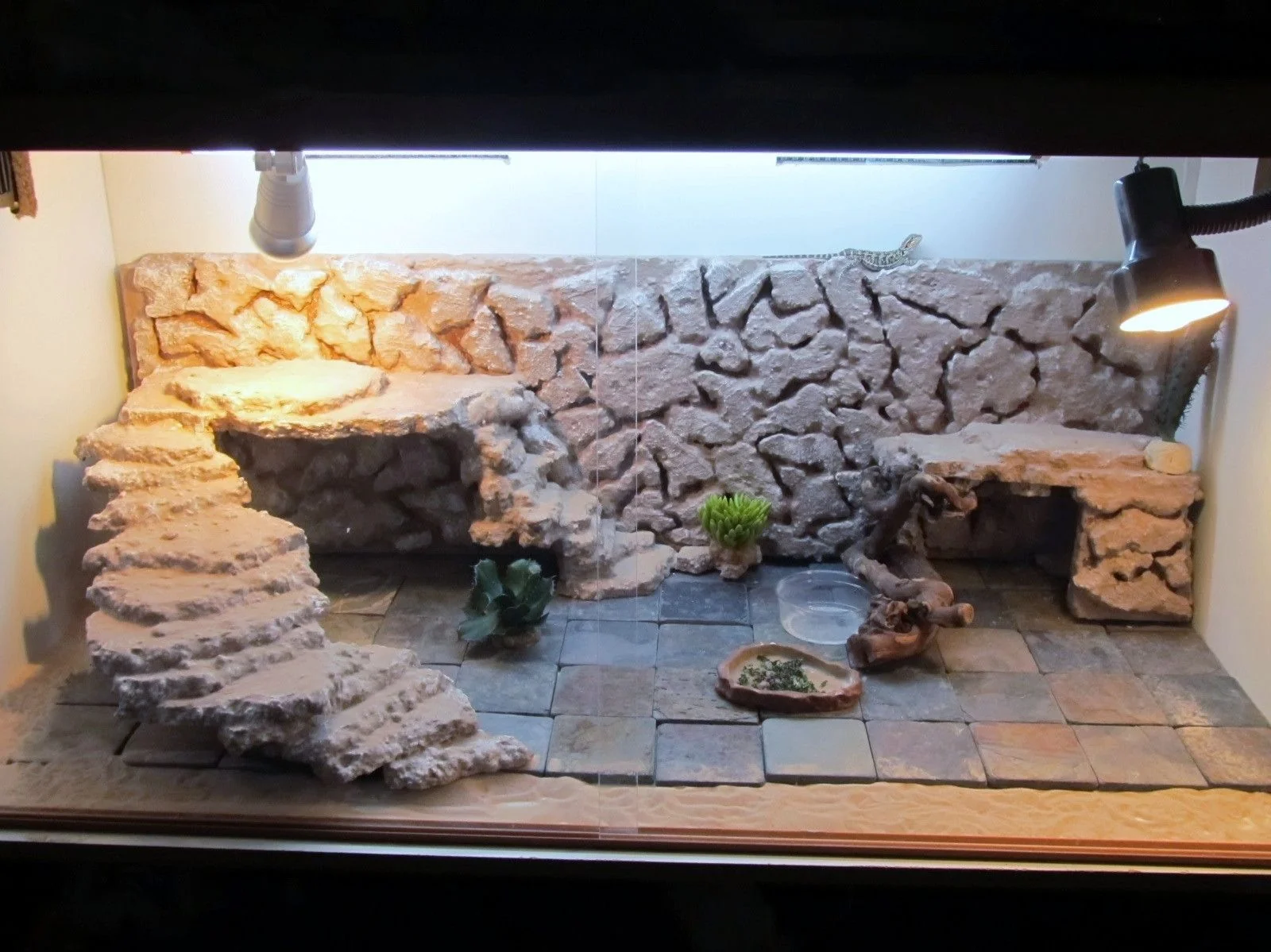bearded dragon deep cleaning