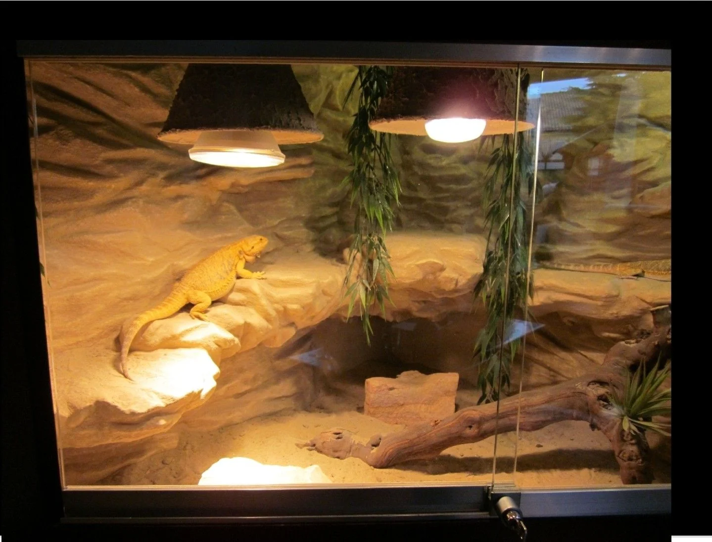 bearded dragon substrate cleaning