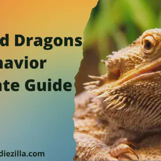 img/146_bearded-dragon-behavior-overview.webp