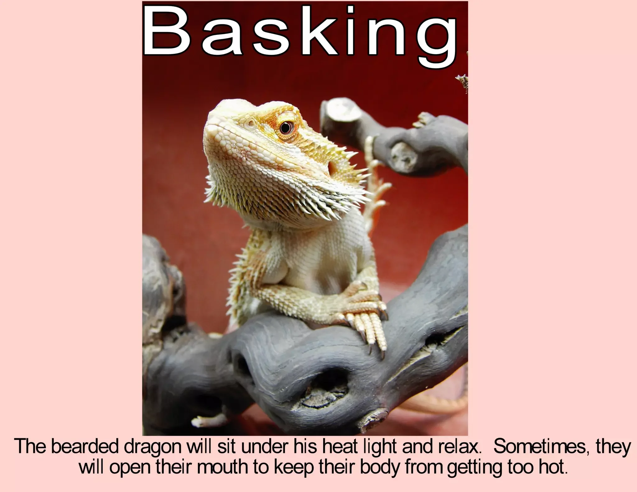 bearded dragon eating