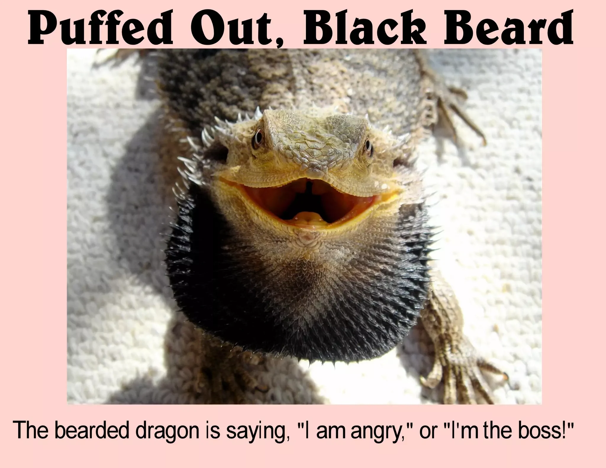 bearded dragon feeding