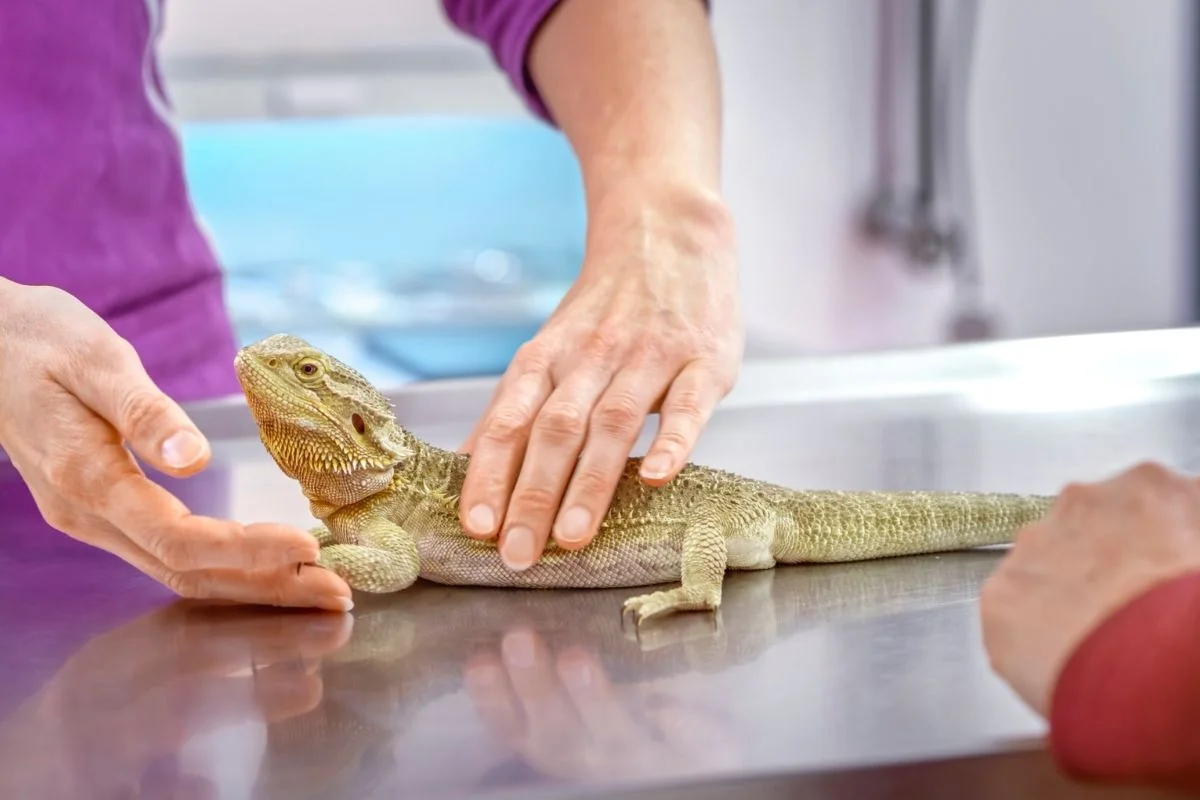 bearded dragon blood test