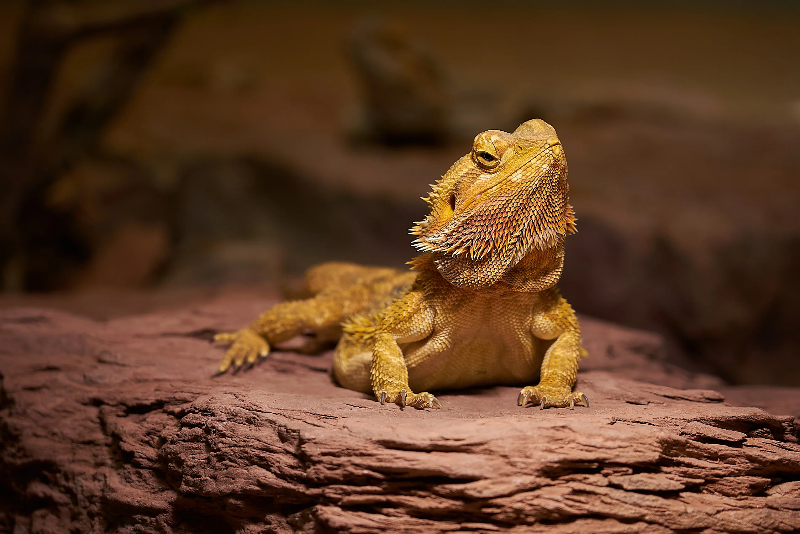 bearded dragon medication