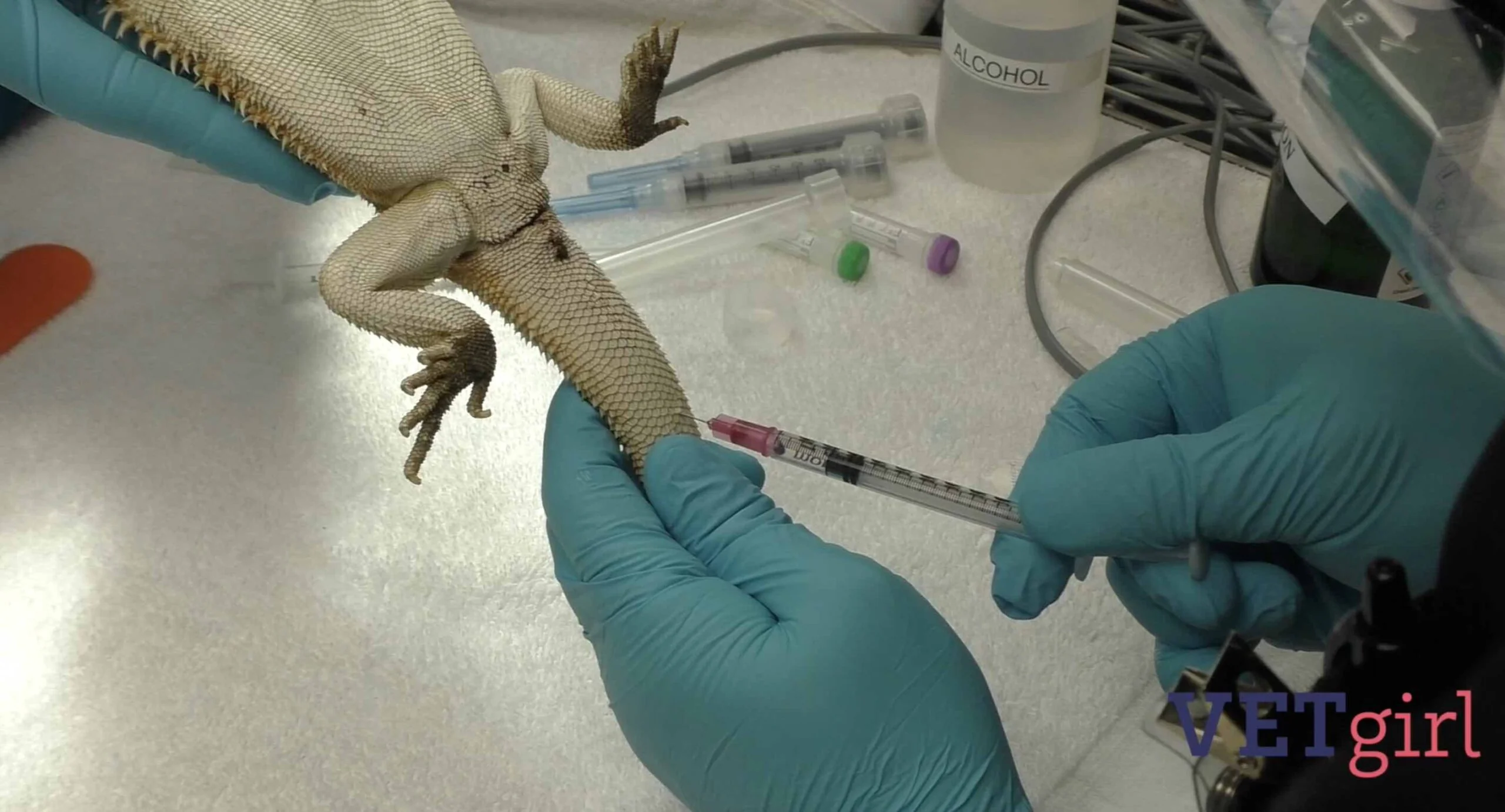 img/147_bearded-dragon-vet-consultation.webp