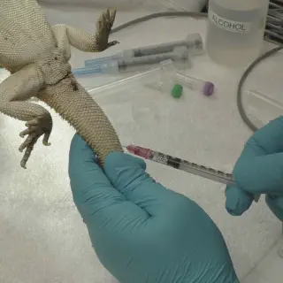 img/147_bearded-dragon-vet-consultation.webp