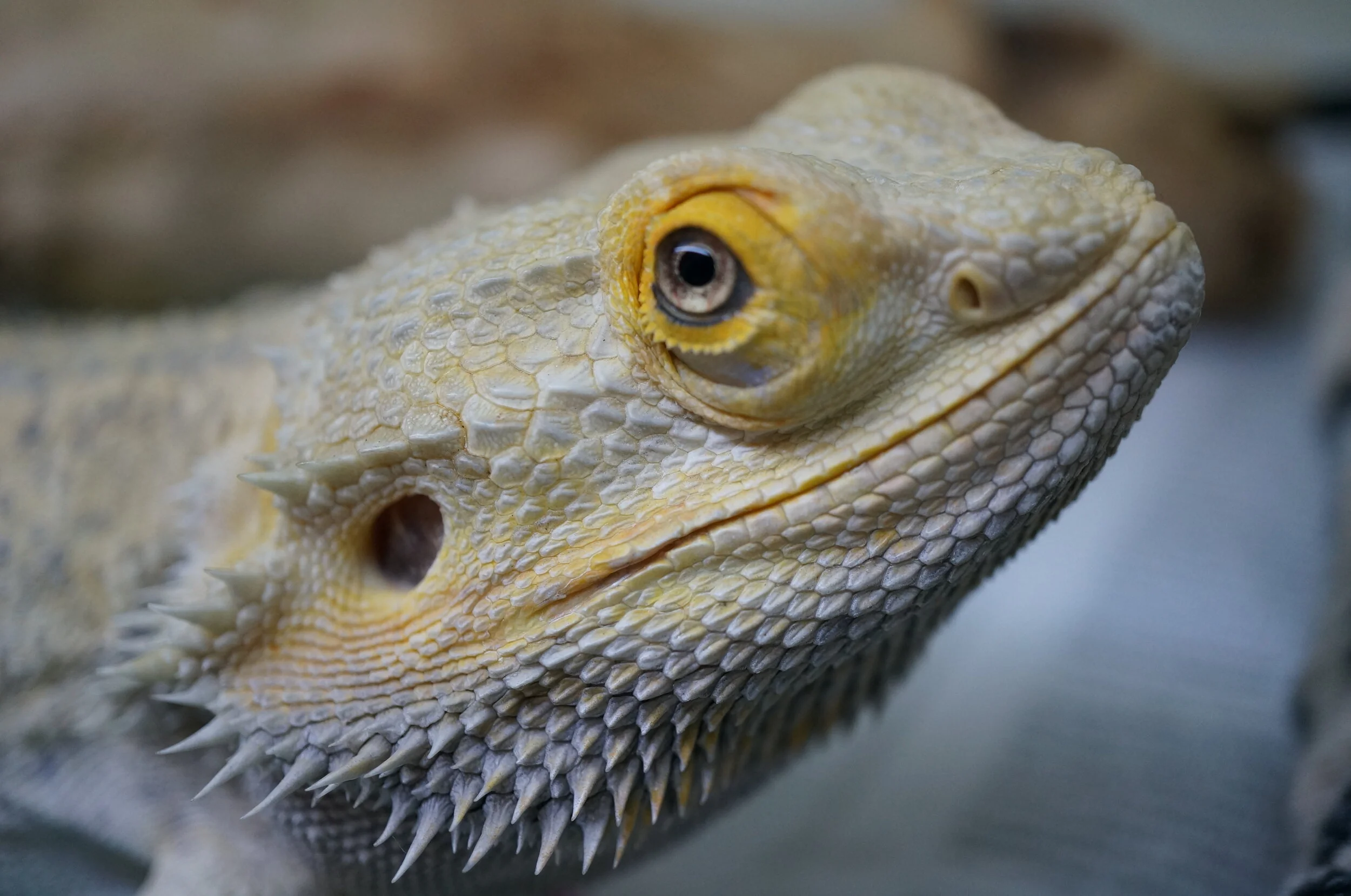healthy bearded dragon