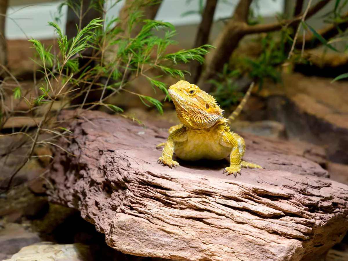 bearded dragon laying box